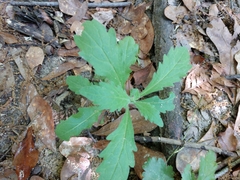 Stylophorum diphyllum