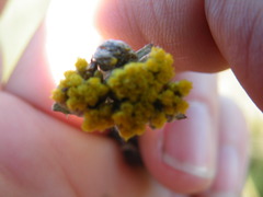 Helichrysum glomeratum
