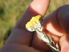 Helichrysum glomeratum