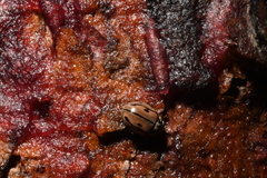 Mulsantina hudsonica