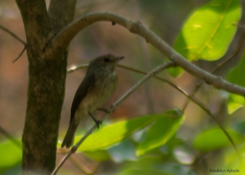 African Dusky Flycatcher