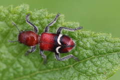 Enoclerus lunatus