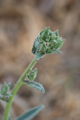 Helminthotheca echioides