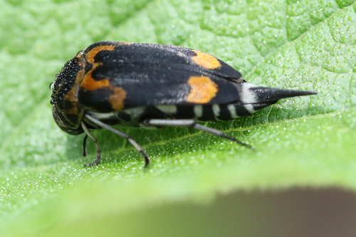 Glipa inflammata
