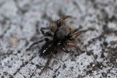 Habronattus schlingeri