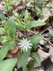 Stellaria corei