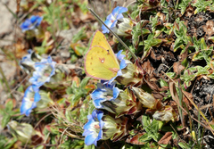 Colias fieldii