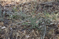 Lepidium virginicum