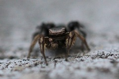 Habronattus schlingeri