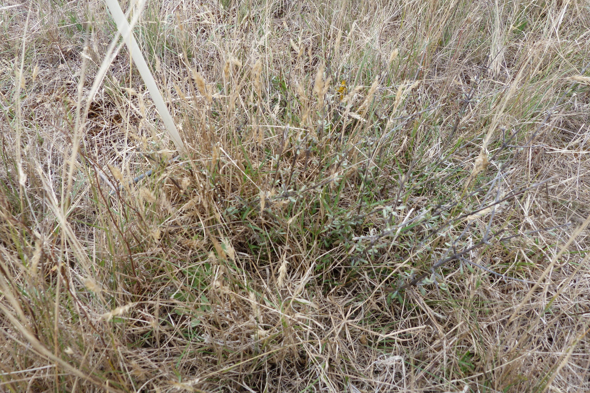 Image of Olearia adenocarpa by (c) Colin Meurk, some rights reserved (CC BY-SA)