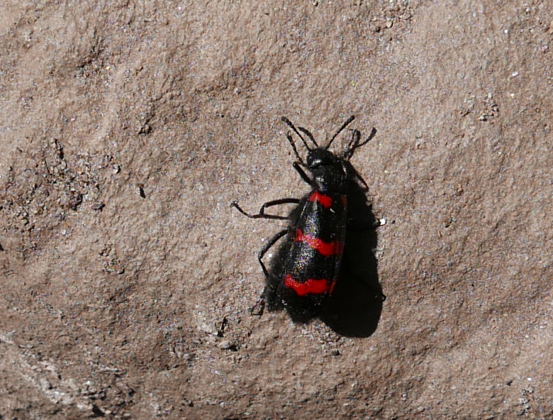 Mylabris macilenta