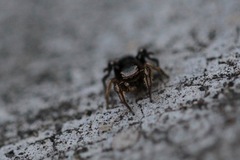 Habronattus schlingeri