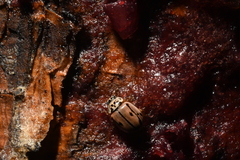 Mulsantina hudsonica