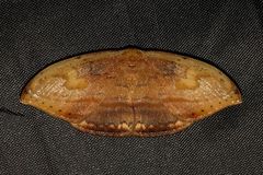 Callidrepana pulcherrima