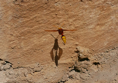 Delta pyriforme pyriforme