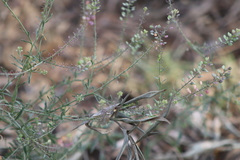 Lepidium virginicum