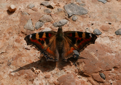 Aglais caschmirensis