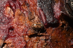 Mulsantina hudsonica