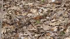 Thamnophis saurita septentrionalis