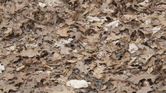 Thamnophis saurita septentrionalis