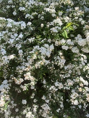 Amygdaloideae