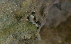 Stelgidopteryx serripennis ridgwayi