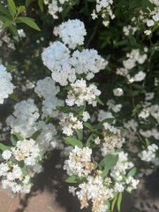 Amygdaloideae