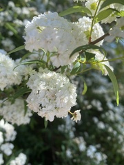 Amygdaloideae