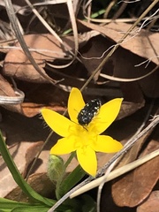Acmaeodera ornata