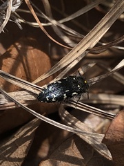 Acmaeodera ornata