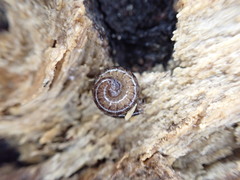 Caseyidae