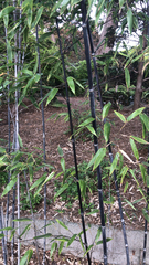Phyllostachys nigra