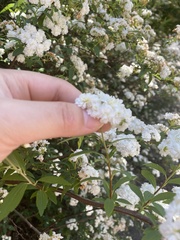 Amygdaloideae