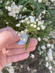 Amygdaloideae