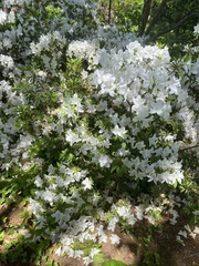 Rhododendron