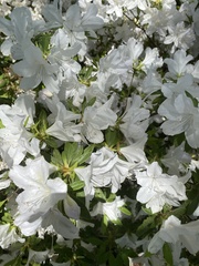 Rhododendron
