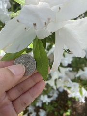 Rhododendron