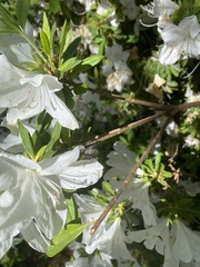 Rhododendron