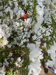 Rhododendron