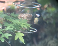 Parus major