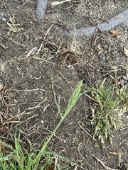 Poa annua