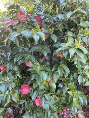 Camellia