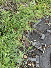 Poa annua