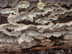 Rigidoporus corticola