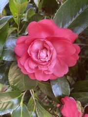 Camellia