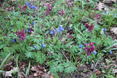 Corydalis caucasica