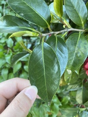 Camellia