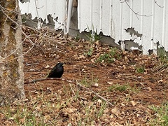Sturnus vulgaris