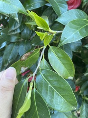 Camellia