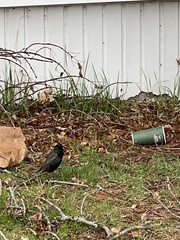Sturnus vulgaris